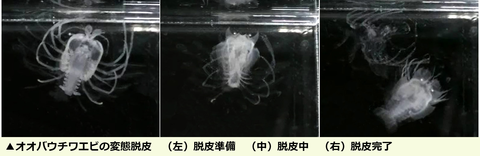 metamorphosis